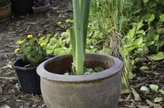 <b>石雕花盆厂浅谈其分类及应用蓝狮在线</b>